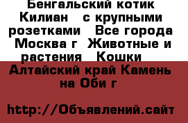 Бенгальский котик Килиан , с крупными розетками - Все города, Москва г. Животные и растения » Кошки   . Алтайский край,Камень-на-Оби г.
